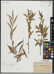 Foto von Salix alba subsp. vitellina (L.) Arcang. x Salix babylonica L.